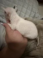 Micro Mr spot only 9 oz charting 3 lb range , a male Chihuahua for sale in Las Vegas, NV – 2 of 6
