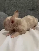Mr Merle , a male Chihuahua for sale in Las Vegas, NV – 2 of 5