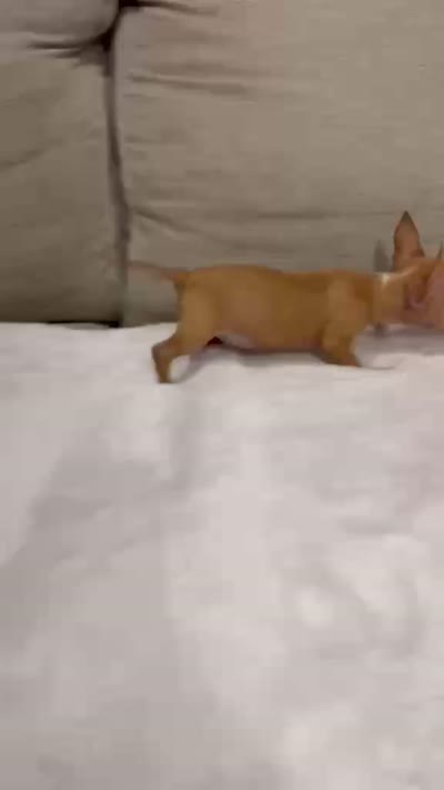 Miniture Mrs Lacy charting , a female Chihuahua for sale in Las Vegas, NV – 3 of 4