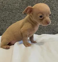 Mr charlie , a male Chihuahua for sale in Las Vegas, NV – 2 of 4