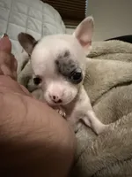Micro Mr spot only 9 oz charting 3 lb range , a male Chihuahua for sale in Las Vegas, NV – 4 of 6