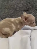 Mr Merle , a male Chihuahua for sale in Las Vegas, NV – 5 of 5