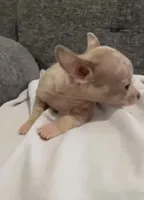 Mr Merle , a male Chihuahua for sale in Las Vegas, NV – 4 of 5