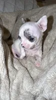 Micro Mr spot only 9 oz charting 3 lb range , a male Chihuahua for sale in Las Vegas, NV – 5 of 6