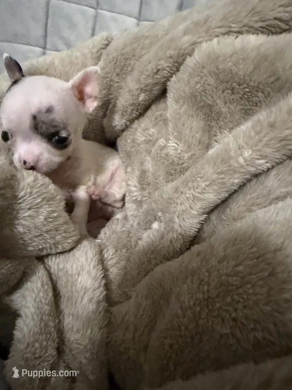 Micro Mr spot only 9 oz charting 3 lb range  – Chihuahua puppy for sale in Las Vegas, NV
