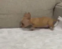 Miniture Mrs Lacy charting , a female Chihuahua for sale in Las Vegas, NV – 4 of 4