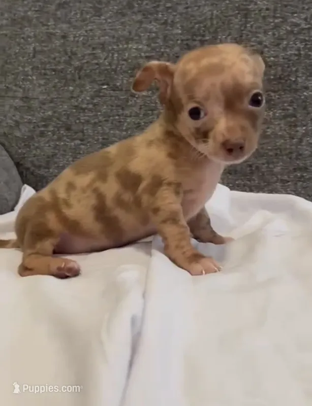 Mr scar face colored eyes – Chihuahua puppy for sale in Las Vegas, NV