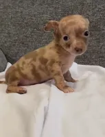 Mr scar face colored eyes, a male Chihuahua for sale in Las Vegas, NV – 1 of 4