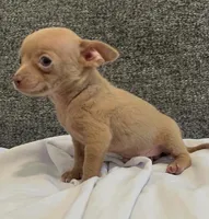 Mr charlie , a male Chihuahua for sale in Las Vegas, NV – 3 of 4
