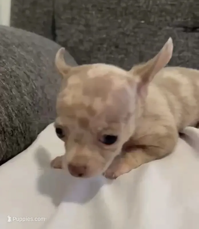 Mr Merle  – Chihuahua puppy for sale in Las Vegas, NV