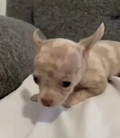 Mr Merle , a male Chihuahua for sale in Las Vegas, NV – 1 of 5