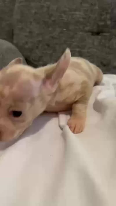 Mr Merle , a male Chihuahua for sale in Las Vegas, NV – 3 of 5