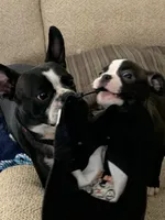 Rizzoli, a female Boston Terrier for sale in Valparaiso, IN – Photo 4 of 4