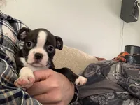 Rizzoli, a female Boston Terrier for sale in Valparaiso, IN – Photo 1 of 4