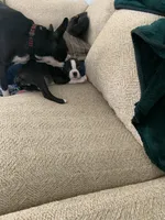 Rizzoli, a female Boston Terrier for sale in Valparaiso, IN – Photo 3 of 4