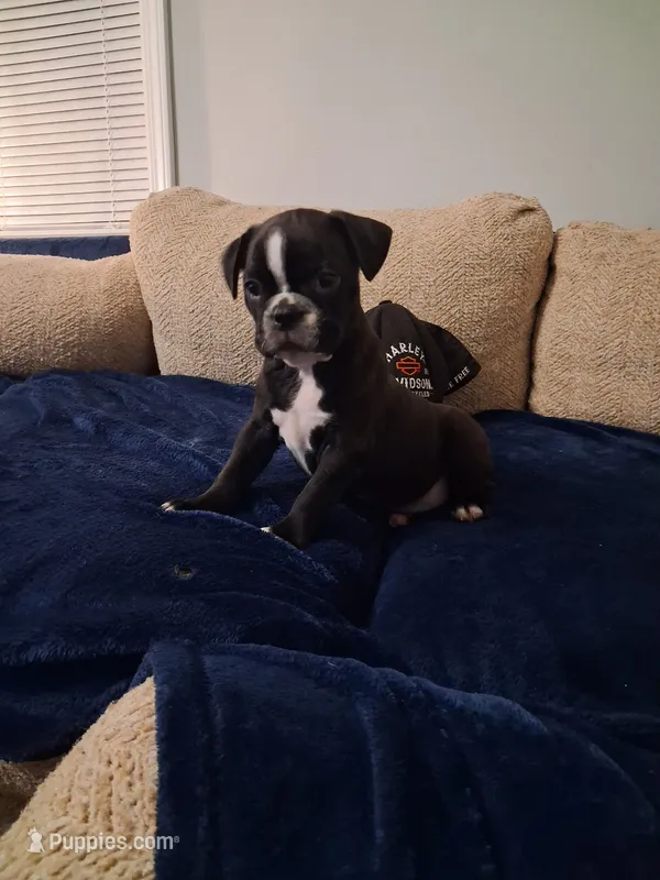 Starsky – Boston Terrier puppy for sale in Valparaiso, IN