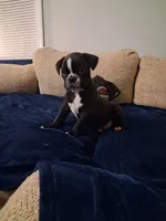 Starsky, a male Boston Terrier for sale in Valparaiso, IN – 1 of 4