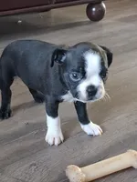 Clyde, a male Boston Terrier for sale in Valparaiso, IN – 2 of 3