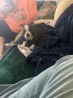 Cagney, a female Boston Terrier for sale in Valparaiso, IN – Photo 5 of 5