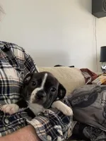 Isles, a female Boston Terrier for sale in Valparaiso, IN – Photo 2 of 3