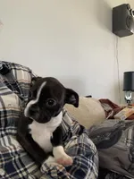 Isles, a female Boston Terrier for sale in Valparaiso, IN – Photo 3 of 3