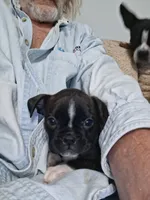 Lacey, a female Boston Terrier for sale in Valparaiso, IN – 1 of 4