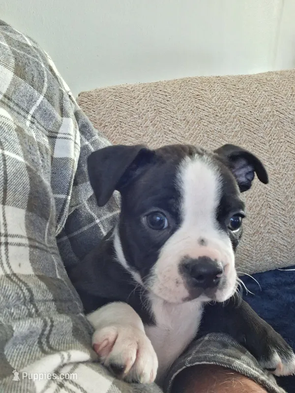 Hutch – Boston Terrier puppy for sale in Valparaiso, IN