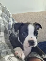 Hutch, a male Boston Terrier for sale in Valparaiso, IN – 1 of 5