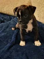 Lacey, a female Boston Terrier for sale in Valparaiso, IN – 2 of 4