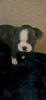 Bonnie, a female Boston Terrier for sale in Valparaiso, IN – 3 of 4