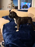 Lacey, a female Boston Terrier for sale in Valparaiso, IN – 4 of 4