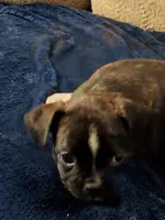 Lacey, a female Boston Terrier for sale in Valparaiso, IN – 3 of 4