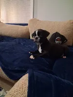 Starsky, a male Boston Terrier for sale in Valparaiso, IN – 2 of 4