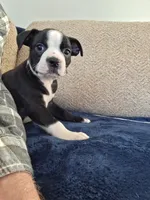 Hutch, a male Boston Terrier for sale in Valparaiso, IN – 2 of 5