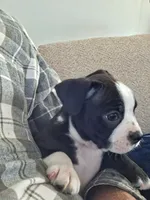 Hutch, a male Boston Terrier for sale in Valparaiso, IN – 3 of 5