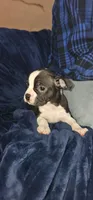Hutch, a male Boston Terrier for sale in Valparaiso, IN – Photo 2 of 3