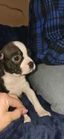 Hutch, a male Boston Terrier for sale in Valparaiso, IN – Photo 1 of 3