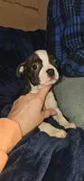 Hutch, a male Boston Terrier for sale in Valparaiso, IN – Photo 3 of 3