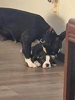 Hutch, a male Boston Terrier for sale in Valparaiso, IN – 4 of 5