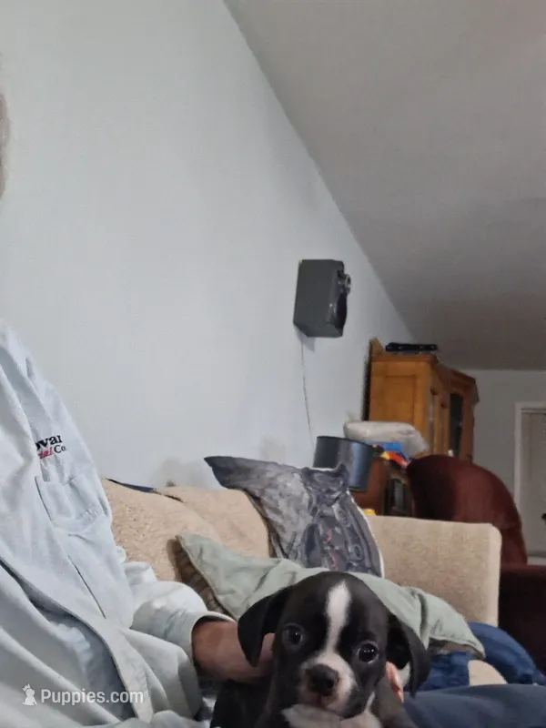 Cagney – Boston Terrier puppy for sale in Valparaiso, IN