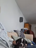 Cagney, a female Boston Terrier for sale in Valparaiso, IN – 1 of 4