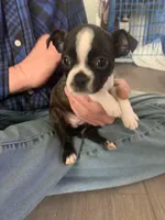 Bonnie, a female Boston Terrier for sale in Valparaiso, IN – Photo 3 of 3
