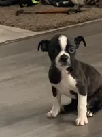 Bonnie, a female Boston Terrier for sale in Valparaiso, IN – Photo 1 of 3