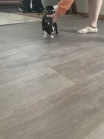 Bonnie, a female Boston Terrier for sale in Valparaiso, IN – Photo 2 of 3