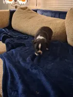 Cagney, a female Boston Terrier for sale in Valparaiso, IN – 4 of 4