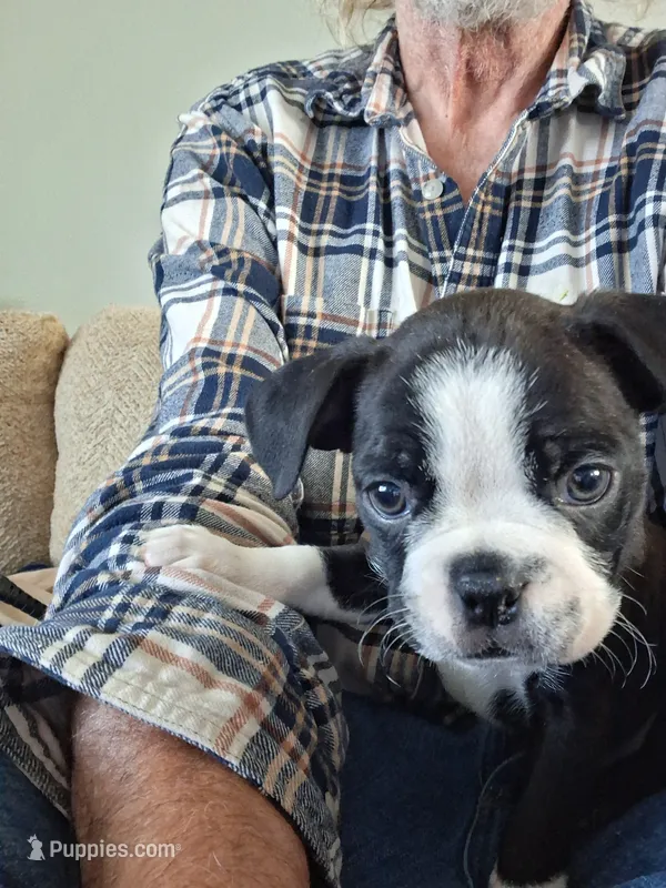 Clyde, a male Boston Terrier for sale in Valparaiso, IN – 1 of 3