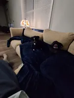 Starsky, a male Boston Terrier for sale in Valparaiso, IN – 3 of 4