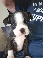 Bonnie, a female Boston Terrier for sale in Valparaiso, IN – 1 of 4