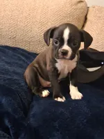 Cagney, a female Boston Terrier for sale in Valparaiso, IN – 3 of 4