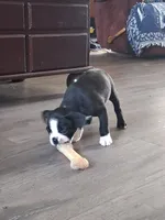 Clyde, a male Boston Terrier for sale in Valparaiso, IN – 3 of 3